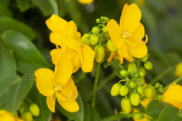 Цветы сенны (Кассия Кориолла)
