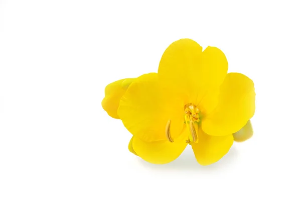 Beyaz Izole Senna Sinameki Corymbosa Çiçek Telifsiz Stok Fotoğraflar