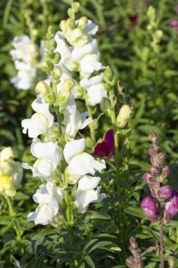 Yaz aylarında bahçede Snapdragon çiçek