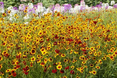 Bahçede büyük grandiflora çiçek