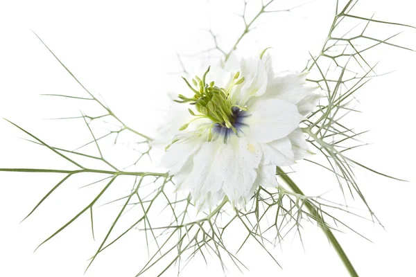 Nigella Damascena Fleur Sur Fond Blanc — Photo