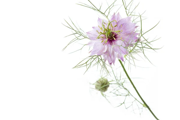 Nigella Damascena Flower White Background — Stock Photo, Image