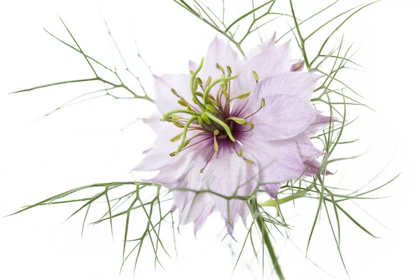 Nigella Damascena Bloem Witte Achtergrond — Stockfoto