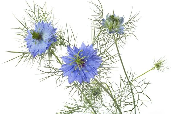 Nigella Damascena Flower Bílém Pozadí — Stock fotografie