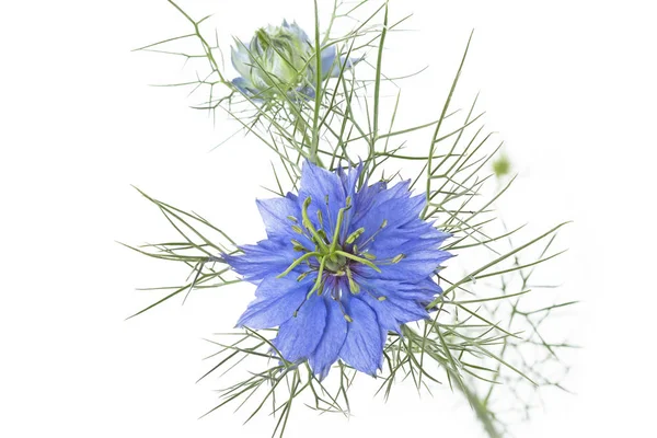 Nigella Damascena Flor Sobre Fondo Blanco — Foto de Stock