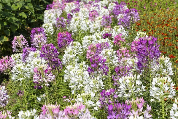 Cleome Spinosa Fiori Giardino — Foto Stock