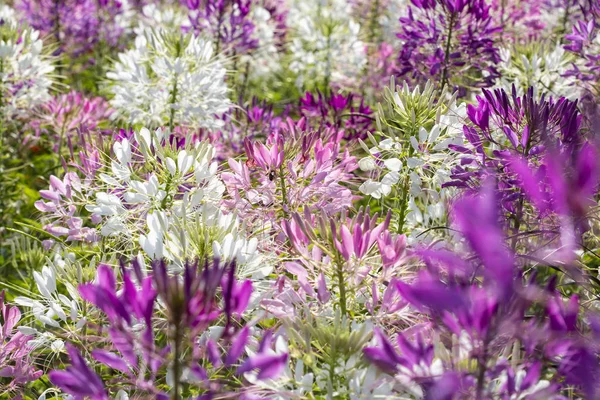 Bahçede cleome Spinosa çiçek