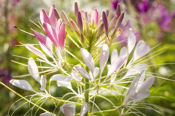 Cleome Spinosa Çiçek Closeup Bahçede — Stok fotoğraf