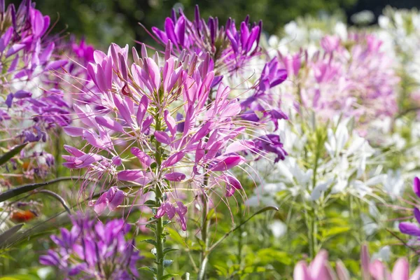 Cleome Spinosa Květiny Zahradě — Stock fotografie