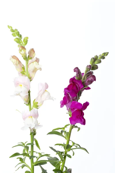 Schnappdrachenblume Isoliert Auf Weißem Hintergrund — Stockfoto