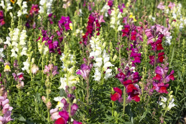 Snapdragon Flores Jardín Verano — Foto de Stock