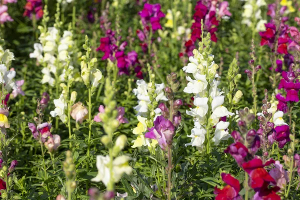 Snapdragon Flores Jardín Verano — Foto de Stock