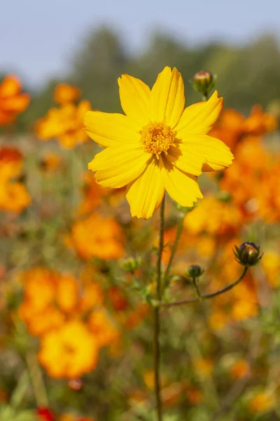 Single Coreopsis Grandiflora Flower Garden — Stock Photo, Image