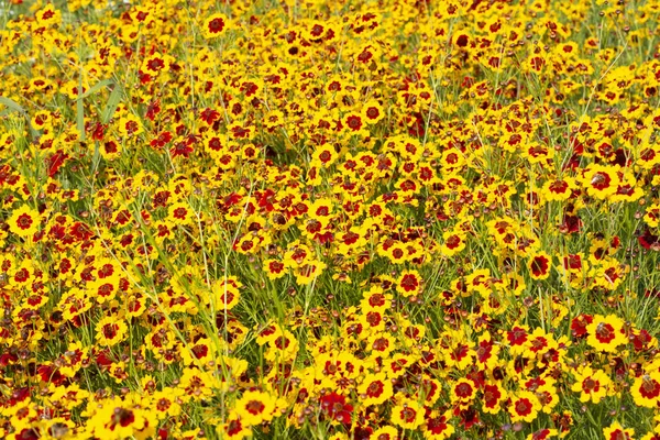 庭のハルシャギク マツバボタンの花 — ストック写真