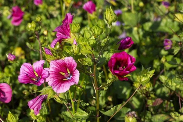 Malope Trifida 花在花园里 — 图库照片