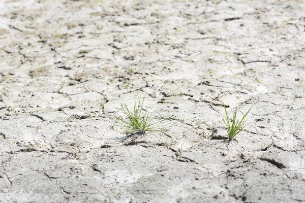 Cracked Earth Tiny Plant — Stock Photo, Image