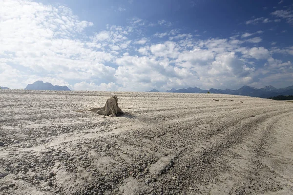 Old Tree Stump Waterless Forgensee Lake Bavaria Germany — Stock Photo, Image