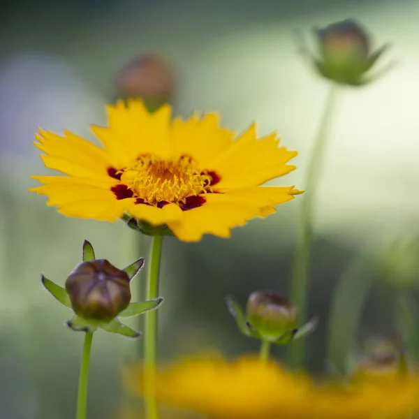 Coreopsis Lanceolata Kukka Puutarhassa — kuvapankkivalokuva