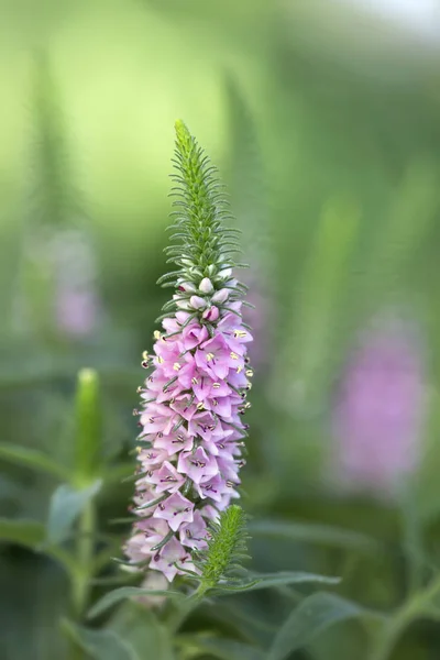 Růžový Květ Klášný Veronica Spicata Zahradě — Stock fotografie