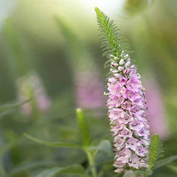 Рожеві Цвітіння Шипами Speedwell Вероніка Spicata Саду — стокове фото