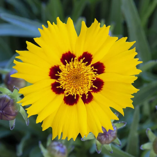 Coreopsis Lanceolata Kukka Puutarhassa — kuvapankkivalokuva