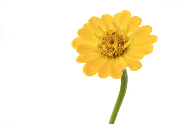 Yellow Zinnia Zinnia Violacea Isolated White — Stock Photo, Image