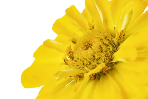 Жовтий Ціннія Ціннія Violacea Ізольовані Білому — стокове фото