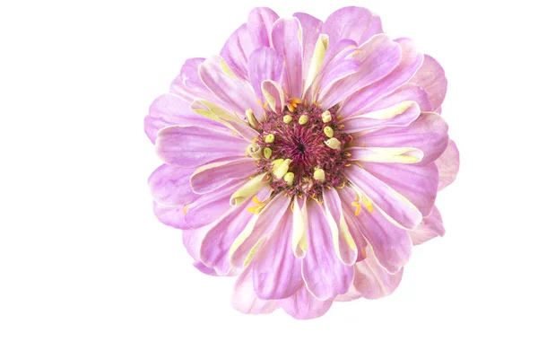 Рожевий Ціннія Ціннія Violacea Ізольовані Білому — стокове фото