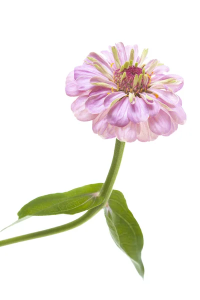 Pink Zinnia Zinnia Violacea Isolated White — Stock Photo, Image