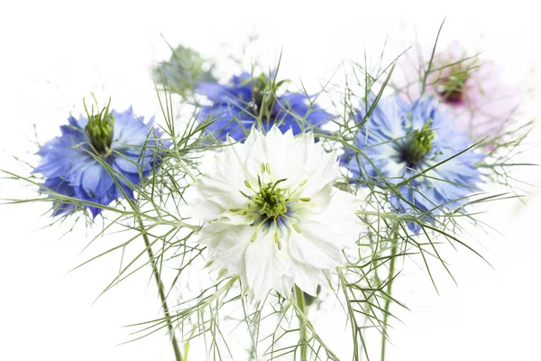 Nigella Damascena Virág Fehér Háttér Sekély Dof Stock Fotó