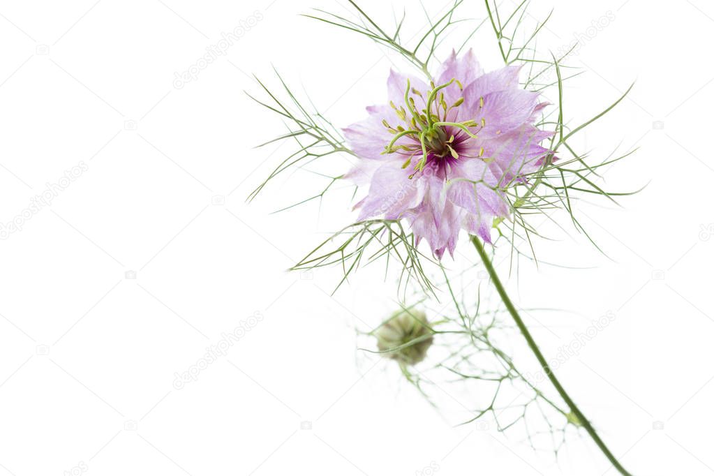 Nigella damascena flower on white background