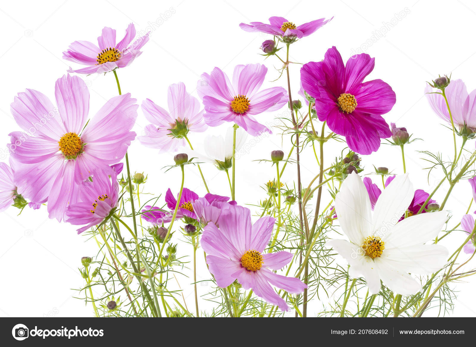 Cosmos Bipinnatus Flowers Isolated White Stock Photo by ©haraldmuc 207608492