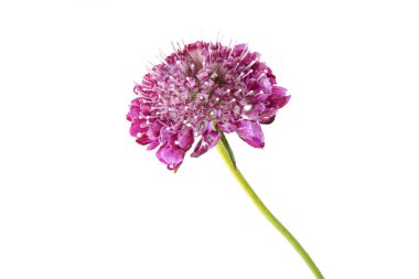 Ageratum houstonianum çiçek bahçesinde