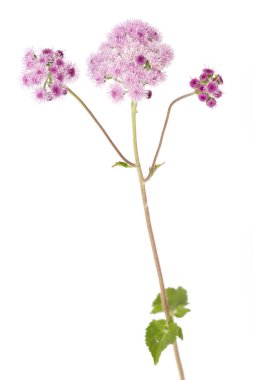 Beyaz arka plan üzerinde izole ageratum houstonianum çiçek