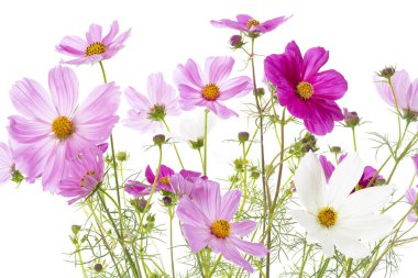 Cosmos bipinnatus flowers isolated on white clipart