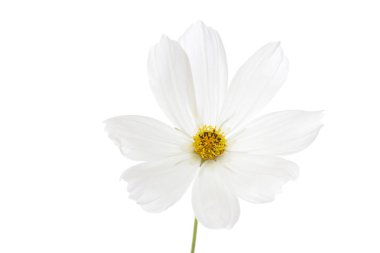 Tek evren bipinnatus izole üzerinde beyaz zemin çiçek