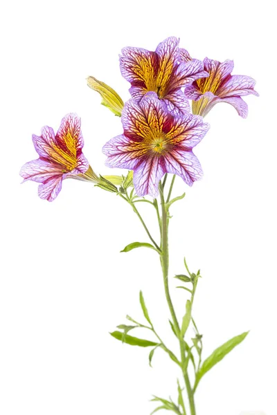 Salpiglossis Siunata Blommor Isolerad Vit Bakgrund — Stockfoto