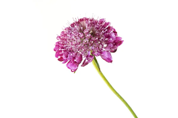 Цветок Ageratum Houstonianum Саду — стоковое фото