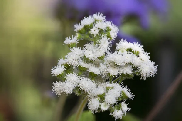 Ageratum Houstonianum 정원에서 — 스톡 사진