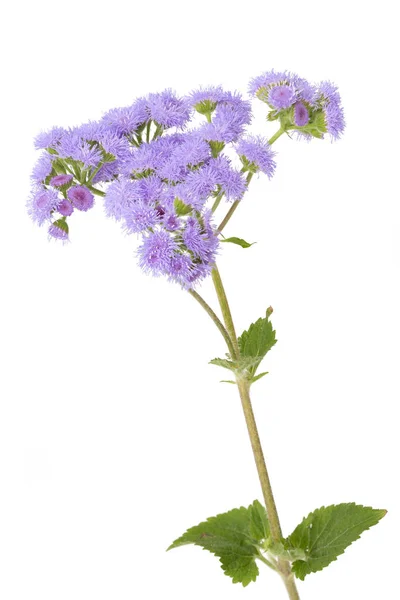 Ageratum Houstonianum Цветок Изолирован Белом Фоне — стоковое фото