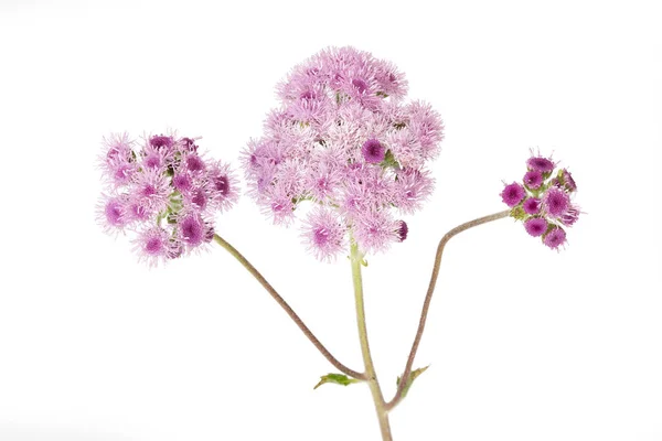 Квітка Агератума Ізольована Білому Тлі — стокове фото