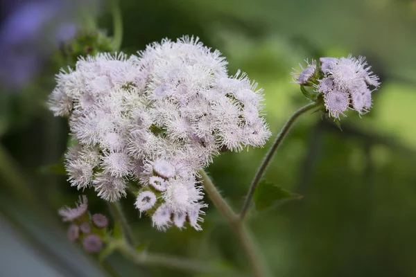 Ageratum Houstonianum Flower Garden — Stock Photo, Image