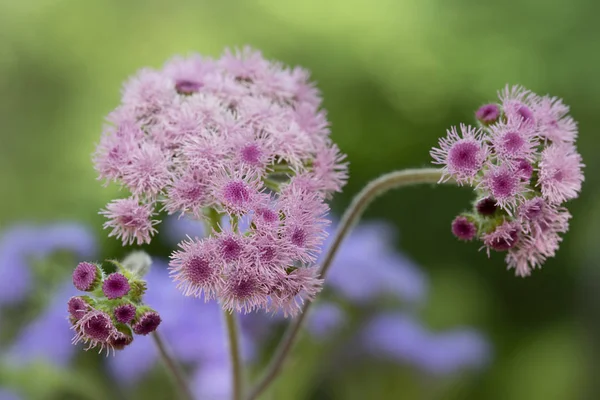 Цветок Ageratum Houstonianum Саду — стоковое фото