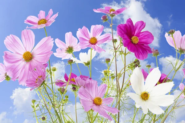 Cosmos Bipinnatus Flores Frente Del Cielo Verano — Foto de Stock