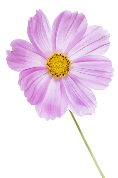 Singolo Cosmos Bipinnatus Fiore Isolato Sfondo Bianco — Foto Stock