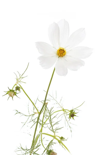 Jediné Cosmos Bipinnatus Květina Izolované Bílém Pozadí — Stock fotografie