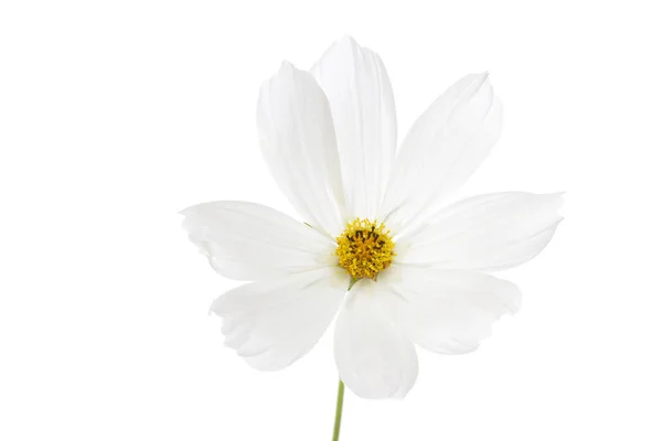 単一宇宙 Bipinnatus 花に孤立した白い背景 — ストック写真
