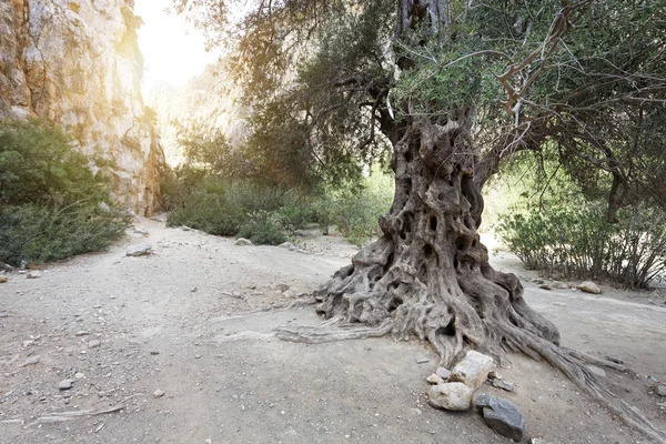 Drzewo Oliwne Wewnątrz Kanionu Agiofarango Wyspa Kreta Grecja — Zdjęcie stockowe