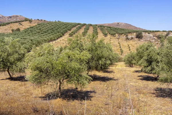 Landschap Met Olijfbomen Het Eiland Kreta Griekenland — Stockfoto