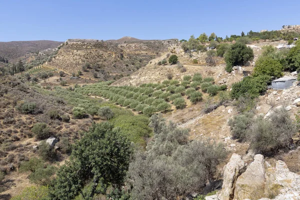 Paisagem Com Oliveiras Ilha Creta Grécia — Fotografia de Stock